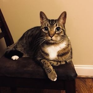 Meet your Posher, Elizabeth